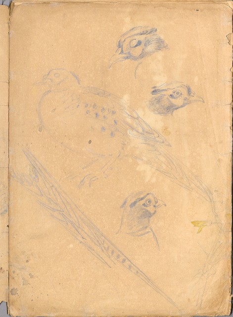 藏品:花、鳥等037的(52)張圖片