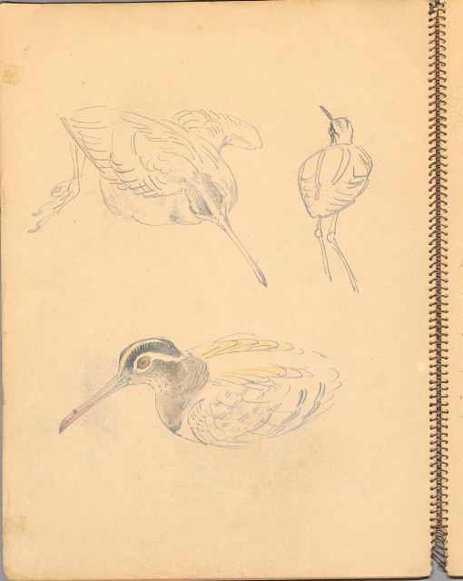 藏品:鳥、花、機械044的(2)張圖片