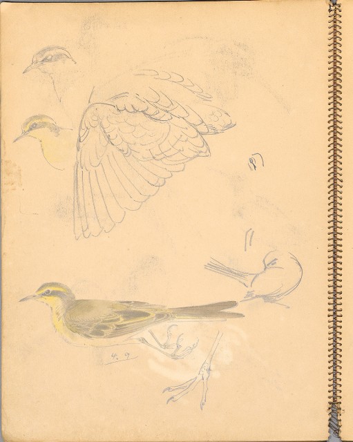 藏品:鳥、花、機械044的(4)張圖片