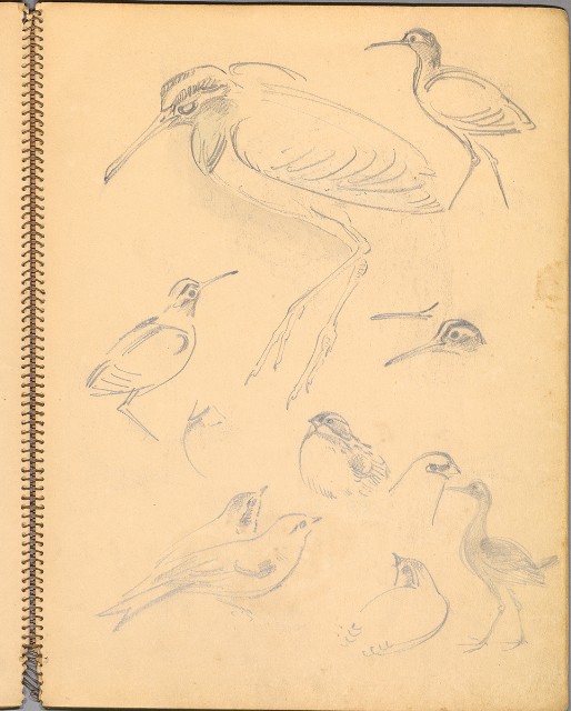 藏品:鳥、花、機械044的(5)張圖片