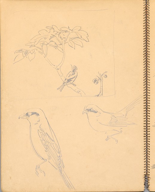 藏品:鳥、花、機械044的(8)張圖片