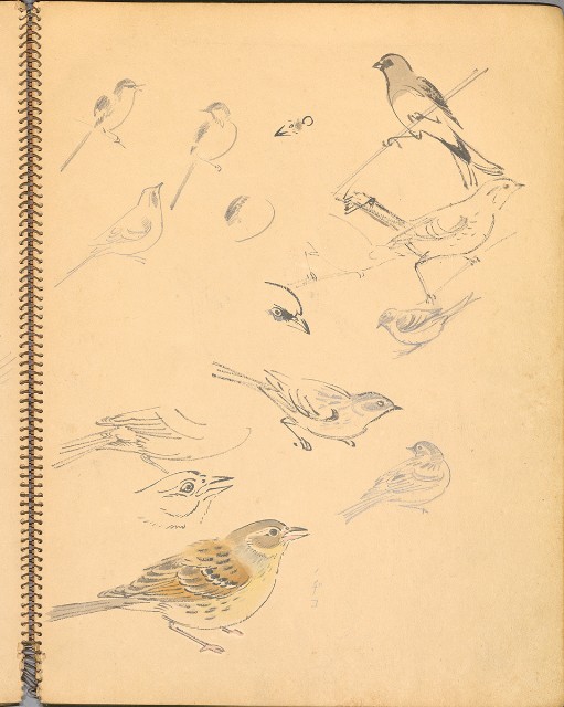 藏品:鳥、花、機械044的(9)張圖片