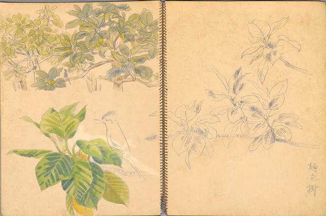 藏品:鳥、花、機械044的(11)張圖片