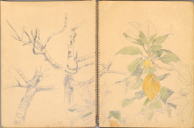 藏品:鳥、花、機械044的(12)張圖片