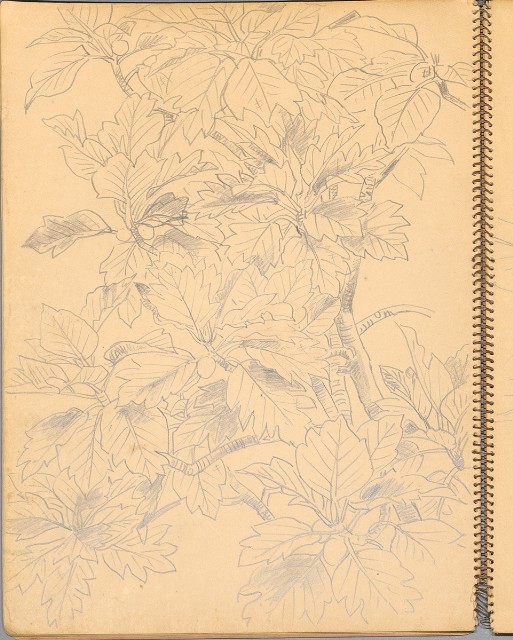 藏品:鳥、花、機械044的(13)張圖片