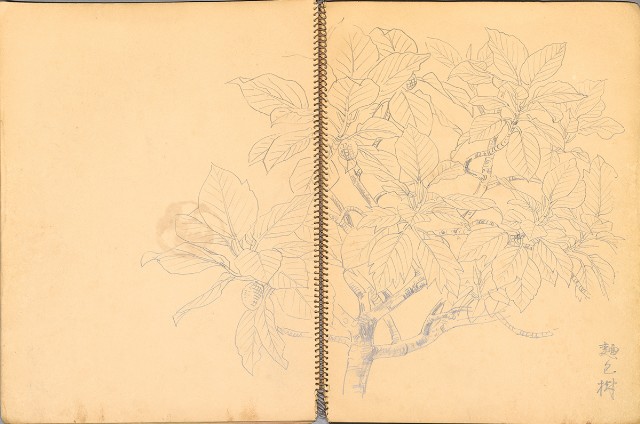 藏品:鳥、花、機械044的(15)張圖片