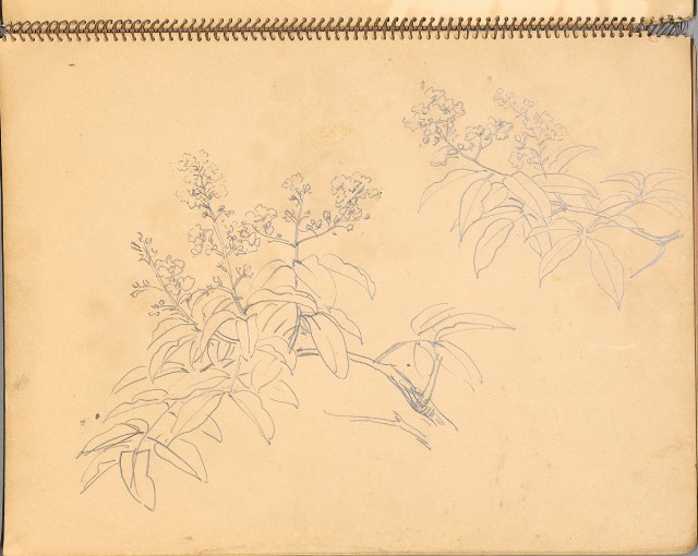 藏品:鳥、花、機械044的(16)張圖片