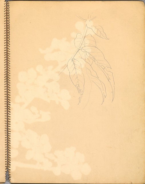 藏品:鳥、花、機械044的(17)張圖片