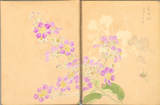 藏品:鳥、花、機械044的(18)張圖片