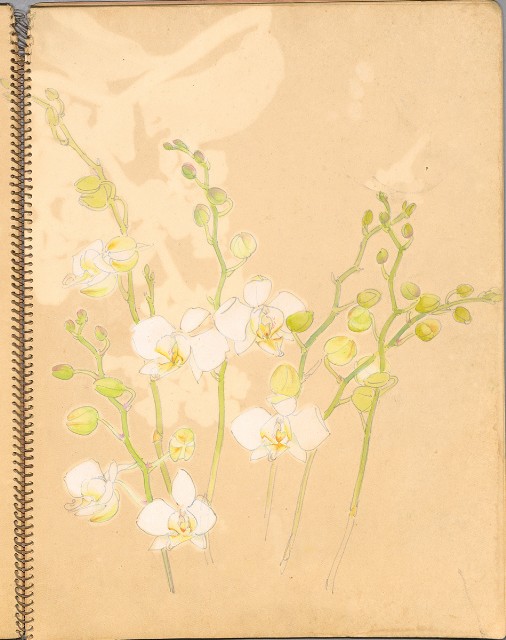 藏品:鳥、花、機械044的(19)張圖片