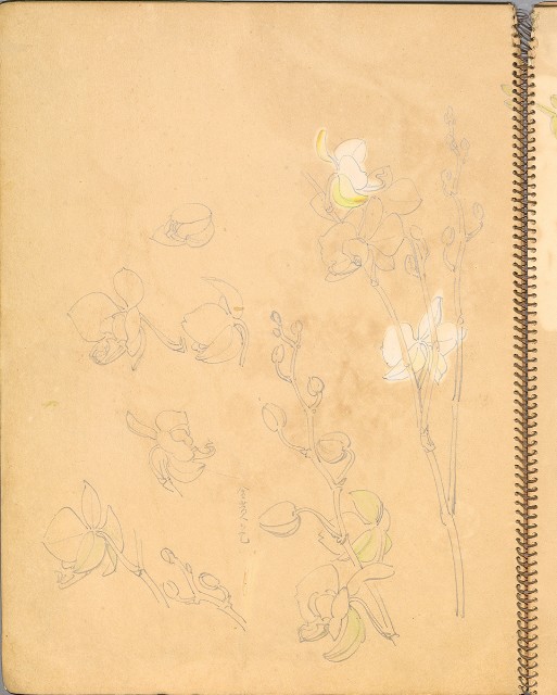 藏品:鳥、花、機械044的(20)張圖片