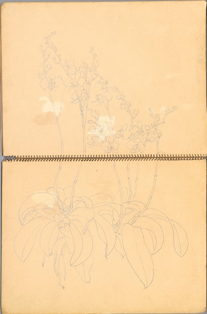 藏品:鳥、花、機械044的(21)張圖片