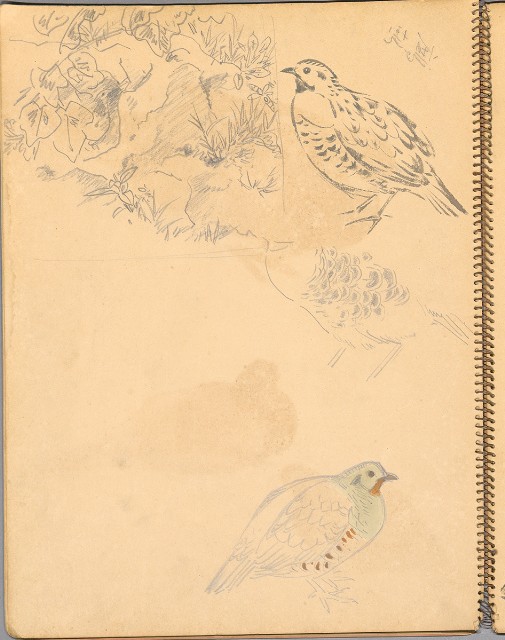 藏品:鳥、花、機械044的(22)張圖片