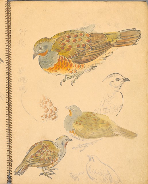 藏品:鳥、花、機械044的(23)張圖片
