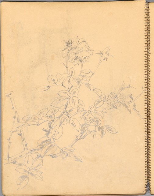 藏品:鳥、花、機械044的(30)張圖片