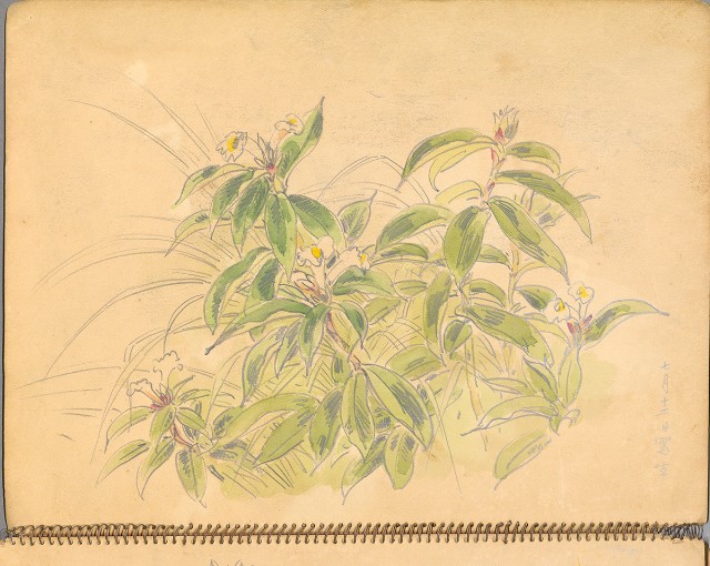 藏品:鳥、花、機械044的(33)張圖片