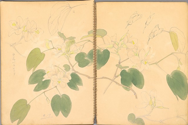 藏品:鳥、花、機械044的(34)張圖片