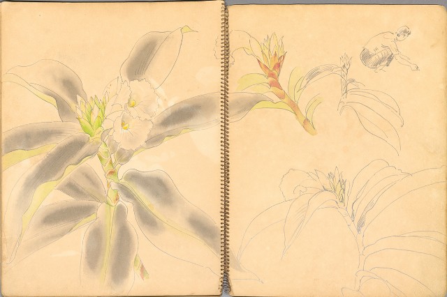 藏品:鳥、花、機械044的(35)張圖片