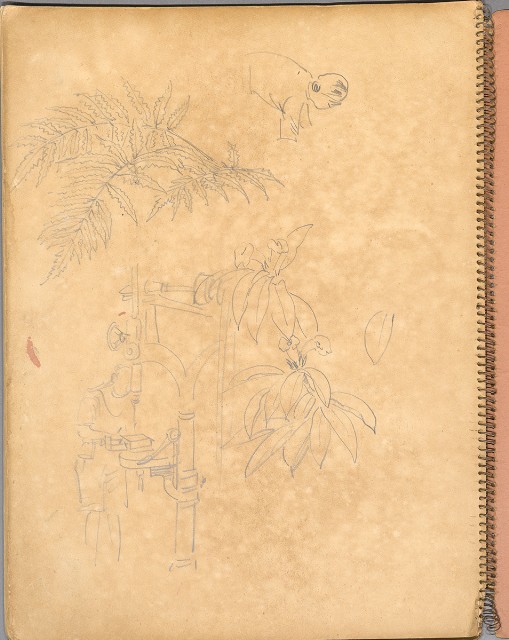 藏品:鳥、花、機械044的(36)張圖片