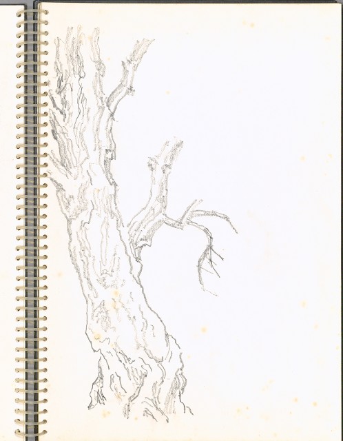 藏品:粗樹幹045的(3)張圖片