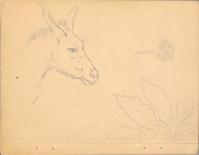 藏品:植物、動物、佛像等047的(4)張圖片