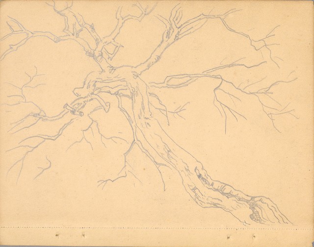 藏品:植物、動物、佛像等047的(8)張圖片