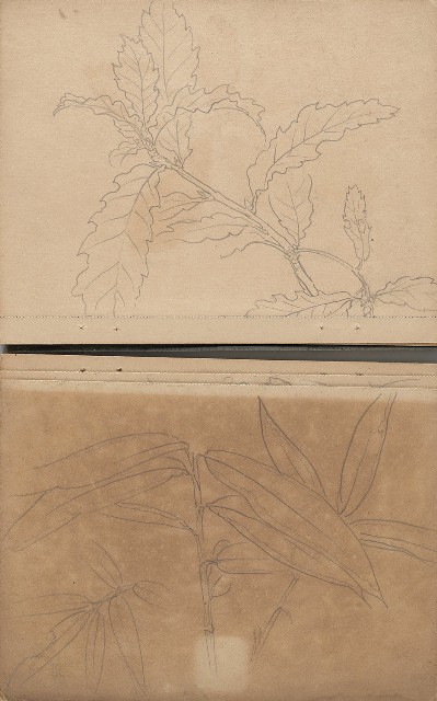 藏品:日治時期日本京都、江之島及動物、植物等寫生集的(11)張圖片
