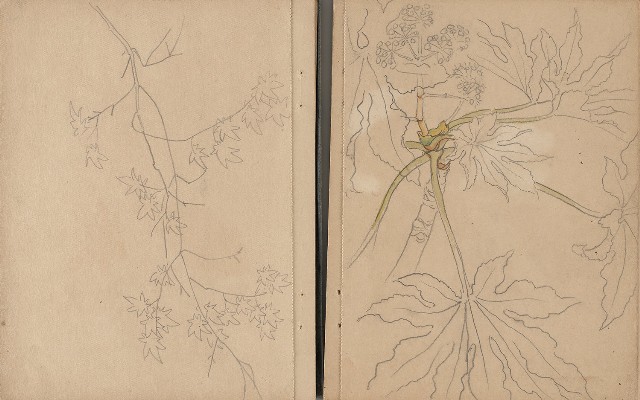 藏品:日治時期日本京都、江之島及動物、植物等寫生集的(12)張圖片