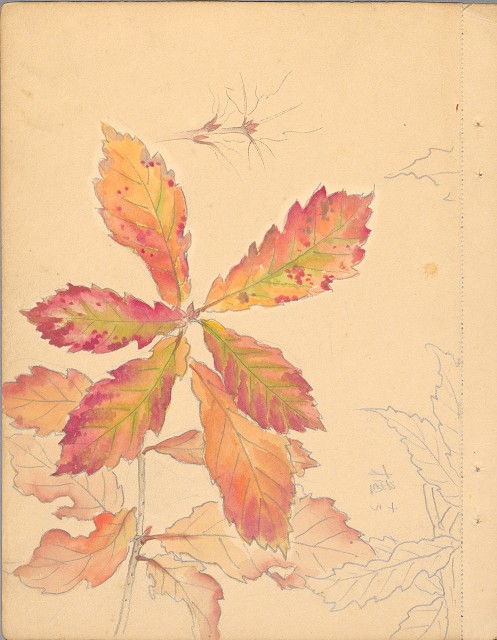 藏品:植物、動物、佛像等047的(14)張圖片