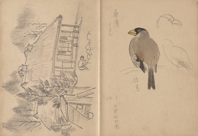 藏品:日治時期日本京都、江之島及動物、植物等寫生集的(15)張圖片