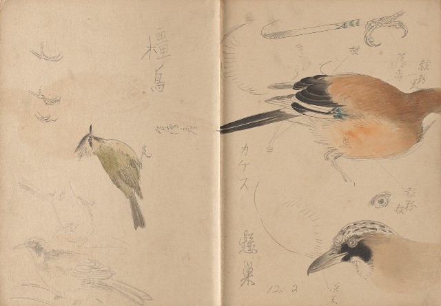 藏品:日治時期日本京都、江之島及動物、植物等寫生集的(16)張圖片