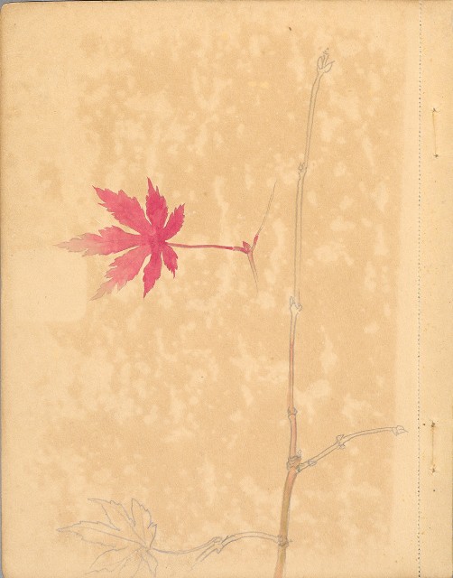 藏品:植物、動物、佛像等047的(16)張圖片