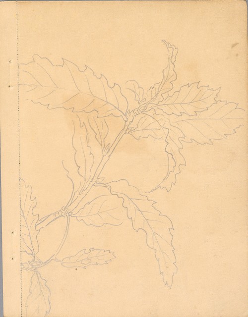 藏品:植物、動物、佛像等047的(17)張圖片