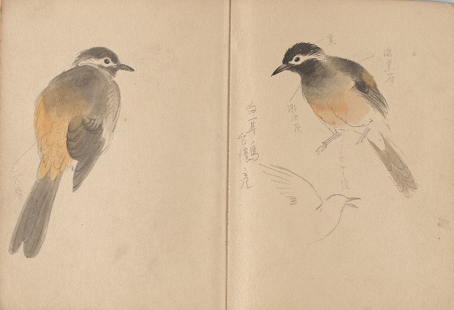 藏品:日治時期日本京都、江之島及動物、植物等寫生集的(20)張圖片
