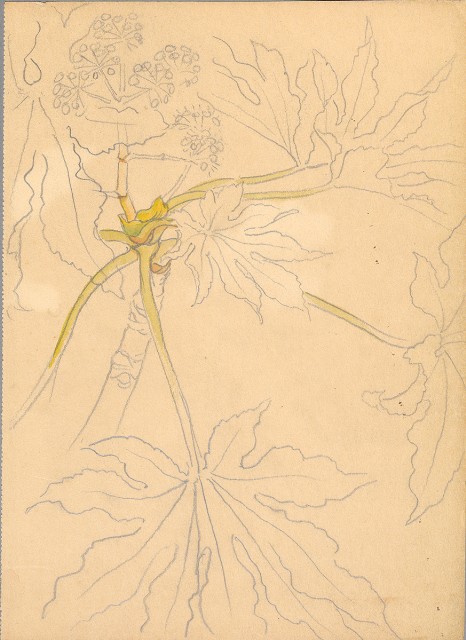 藏品:植物、動物、佛像等047的(20)張圖片