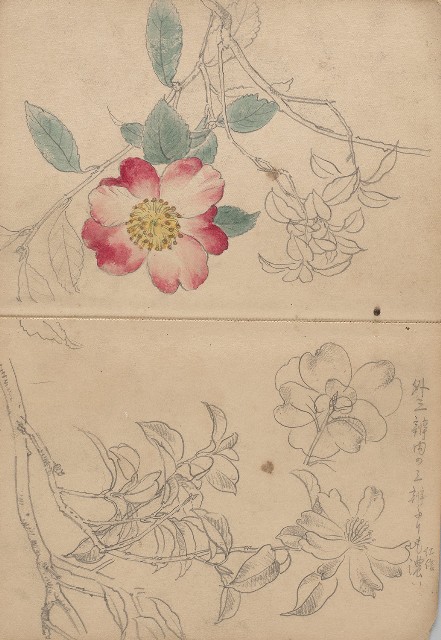 藏品:日治時期日本京都、江之島及動物、植物等寫生集的(21)張圖片