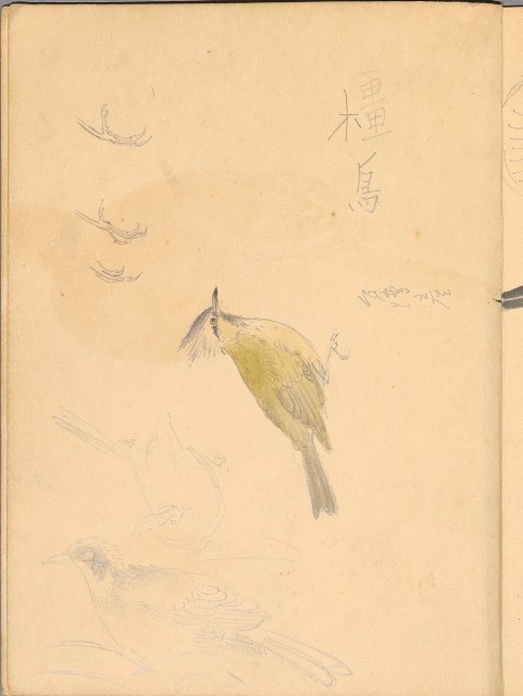 藏品:植物、動物、佛像等047的(26)張圖片