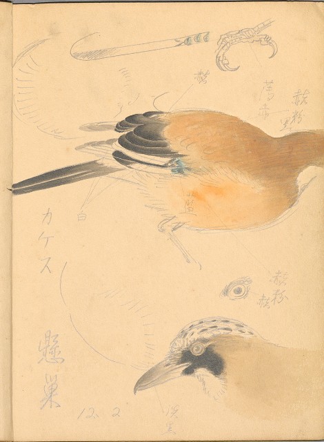 藏品:植物、動物、佛像等047的(27)張圖片