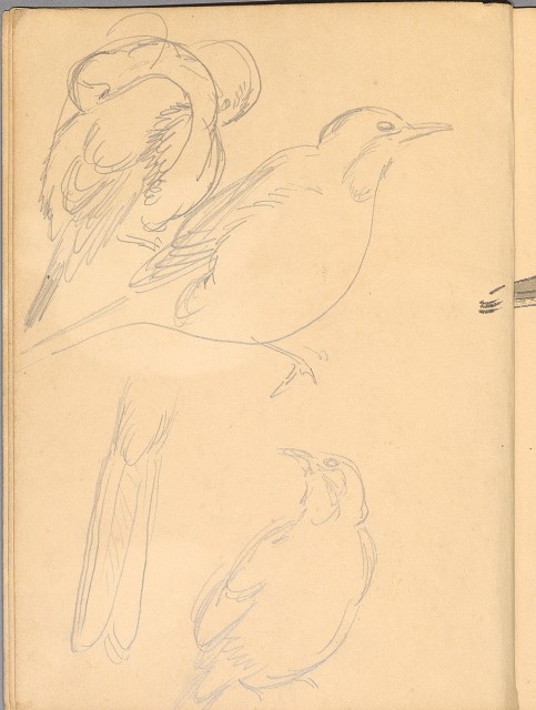 藏品:植物、動物、佛像等047的(28)張圖片