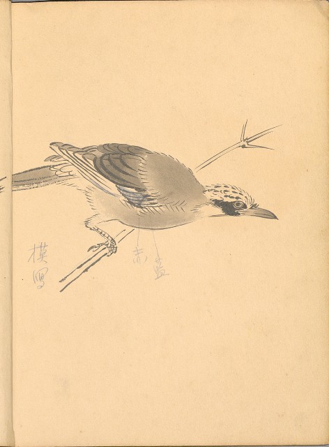 藏品:植物、動物、佛像等047的(29)張圖片