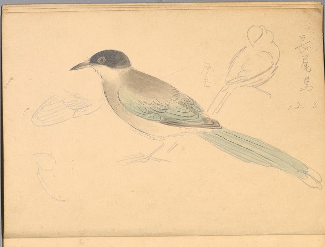 藏品:植物、動物、佛像等047的(30)張圖片