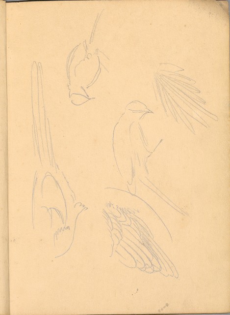 藏品:植物、動物、佛像等047的(31)張圖片