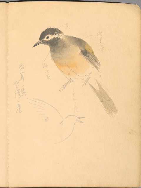 藏品:植物、動物、佛像等047的(34)張圖片