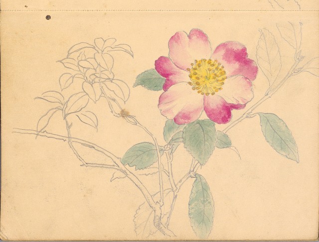 藏品:植物、動物、佛像等047的(35)張圖片