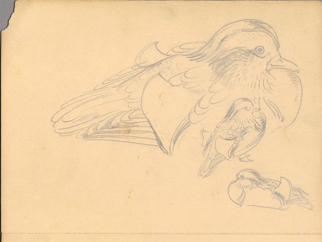 藏品:植物、動物、佛像等047的(38)張圖片