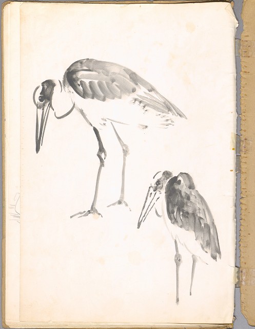 藏品:鳥、花、動物等048的(2)張圖片