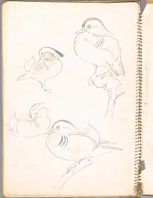 藏品:鳥、花、動物等048的(3)張圖片