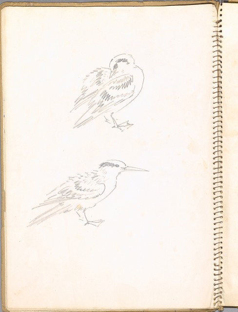 藏品:鳥、花、動物等048的(4)張圖片