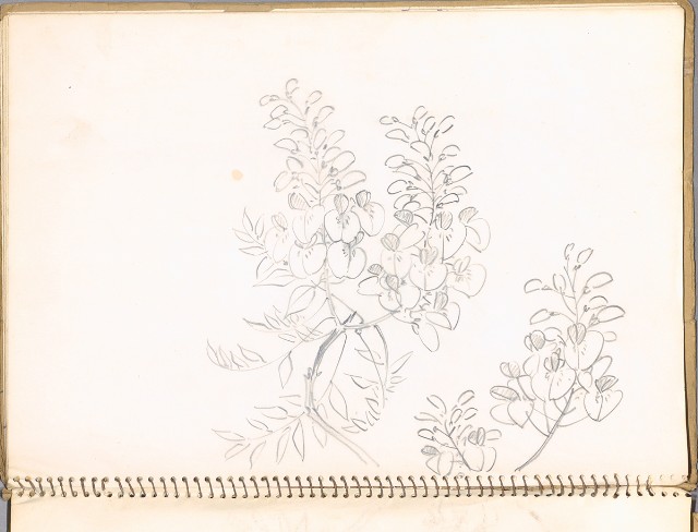 藏品:鳥、花、動物等048的(5)張圖片