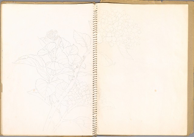 藏品:鳥、花、動物等048的(7)張圖片